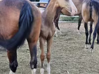 Kůň, Akhal-Teke — foto 4