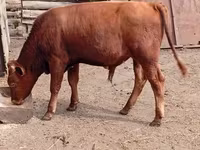 گاو نر, گاو — عکس 4