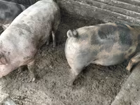 Knur, Świnie — zdjęcie 2