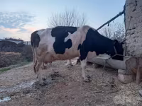 Mucca, Razza Holstein — foto 2