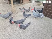 Chickens — รูปภาพ 4
