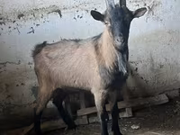 بز نر, Oberhasli goats — عکس 3