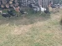 Turkeys — foto 6