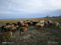 Widder, Edilbay sheep — Foto 4