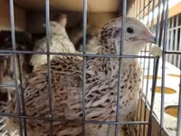 Quails — عکس 3