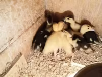 Ducks — عکس 1