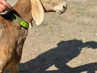 Vædder, Arashan sheep — foto 2