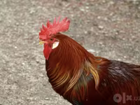 Chickens — foto 3