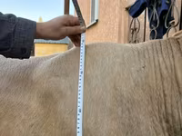 Býk, Charolais cattle — foto 7