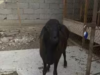Widder, Hissar sheep — Foto 2