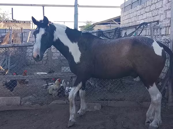公马, Horses