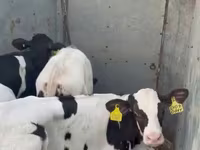 Lembu ternakan (lot, jantina tidak dinyatakan), Holstein breed — foto 5