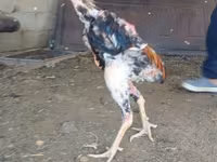 मलय गेम — फ़ोटो 1