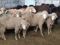Schaf, Tian-Shan semifinewool sheep — Foto 4