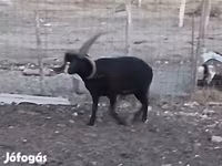Baran, Shetland sheep — zdjęcie 2