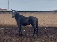 Faras, Kazakh horse — sawirka 1