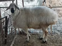 Kambing jantan, Sheep — foto 2