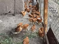Chickens — รูปภาพ 3