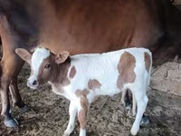 Lembu betina, Cattle — foto 3