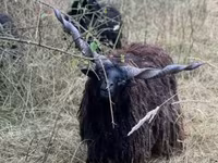 Pecora, Racka sheep — foto 8