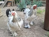 Brahma — foto 6