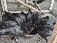 Chickens — ảnh 6