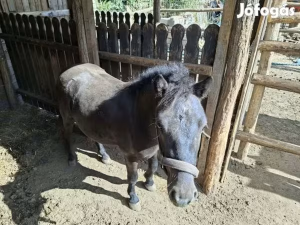 Kůň, Koně