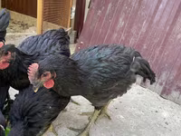 Chickens — photo 5