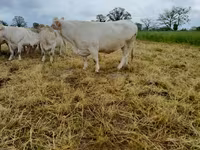 Корова, Charolais cattle — фото 8