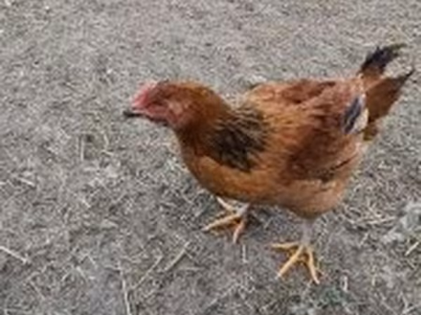 Chickens