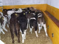 Toro, Vaca Limousin — foto 7