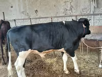 Lembu jantan, Russian Black pied cattle — foto 2