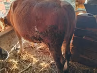 Bou, Simmental cattle — foto 2