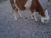 Ταύρος, Swiss cattle — φωτογραφία 6