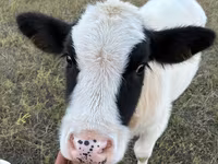 Lo’, Cattle — sawirka 1