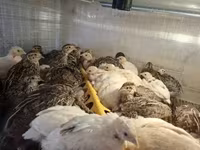 Quails — fotografija 3
