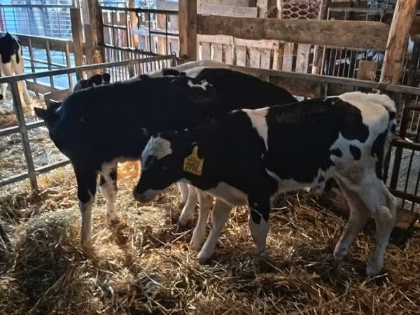 Бик, Russian Black pied cattle