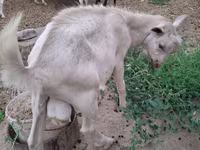बकरी, Saanen goat — फ़ोटो 4