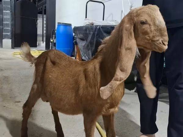 Ziegenbock, Kamori goats