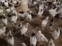 Chickens — عکس 6