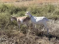 Echki, Saanen goat — 4-rasm