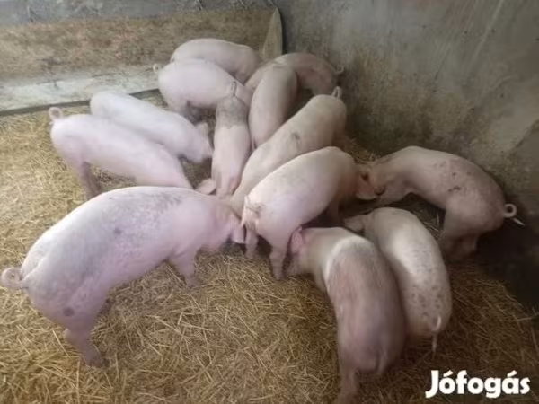 Prasnice, Крупная белая