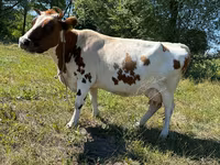 Lo’, Cattle — sawirka 1
