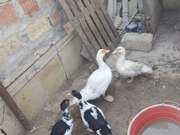 Ducks