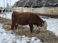 Toro, Vaca kazaja de cabeza blanca — foto 2