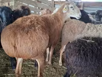 Ram, Arashan sheep — photo 3