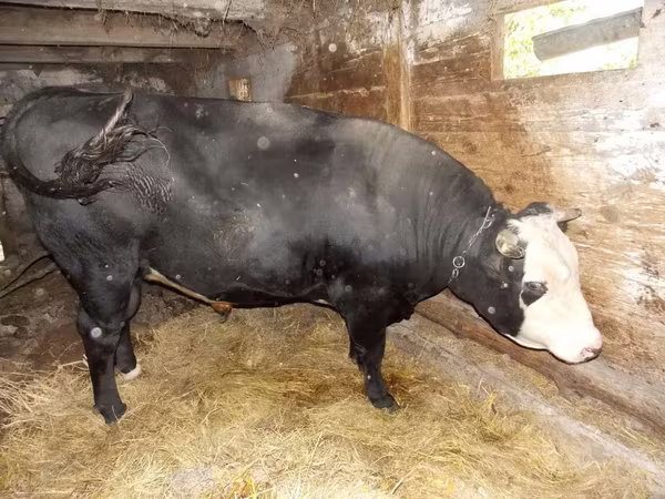 گاو و گوساله (گروه، جنسیت مشخص نشده), Russian Black pied cattle — لهستان