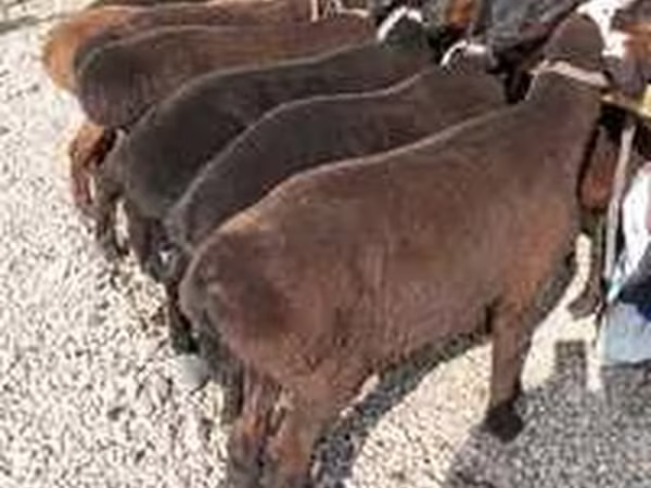 Montone, Hissar sheep