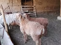 میش, Arashan sheep — عکس 2