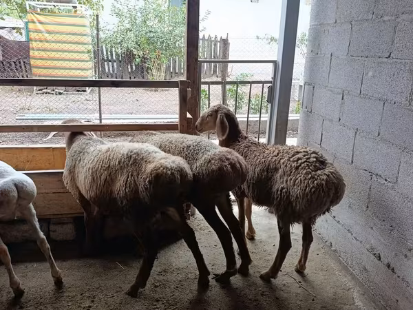 แกะตัวเมีย, Rhon sheep